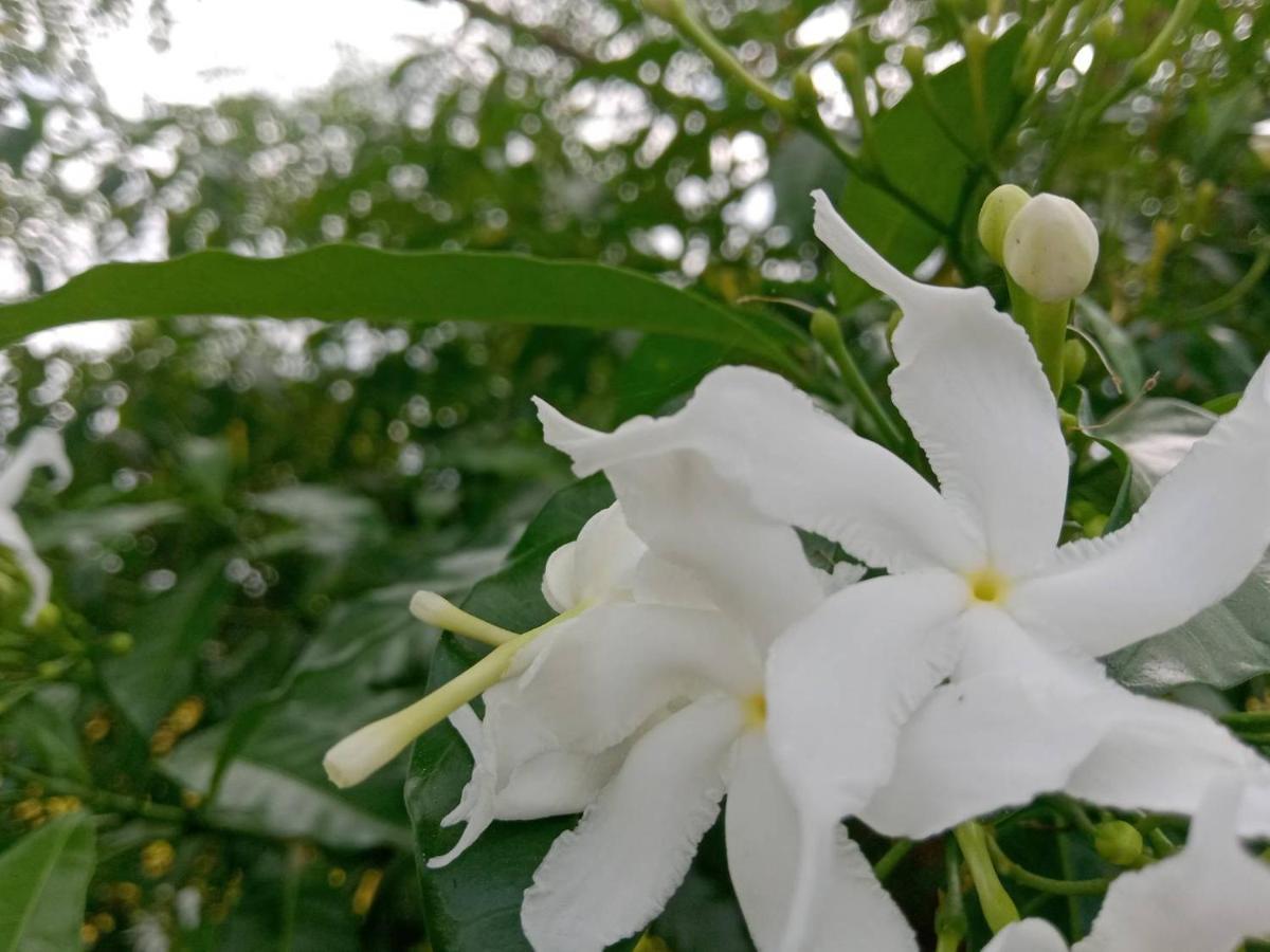 Ban Chang Klang Na Nong ap Chang Buitenkant foto