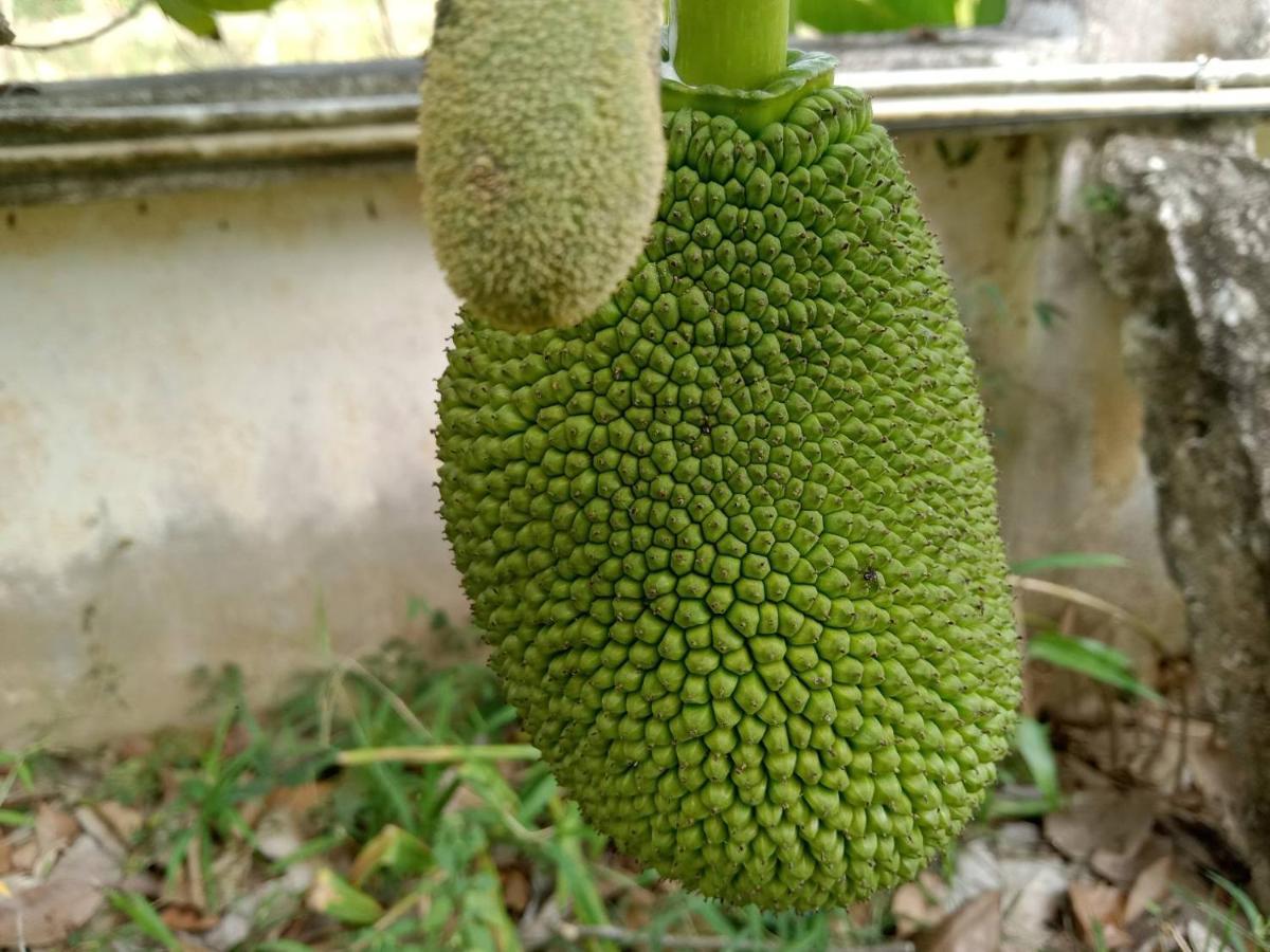 Ban Chang Klang Na Nong ap Chang Buitenkant foto